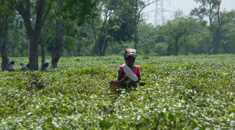 A Look Inside Tata-World Bank Plantations