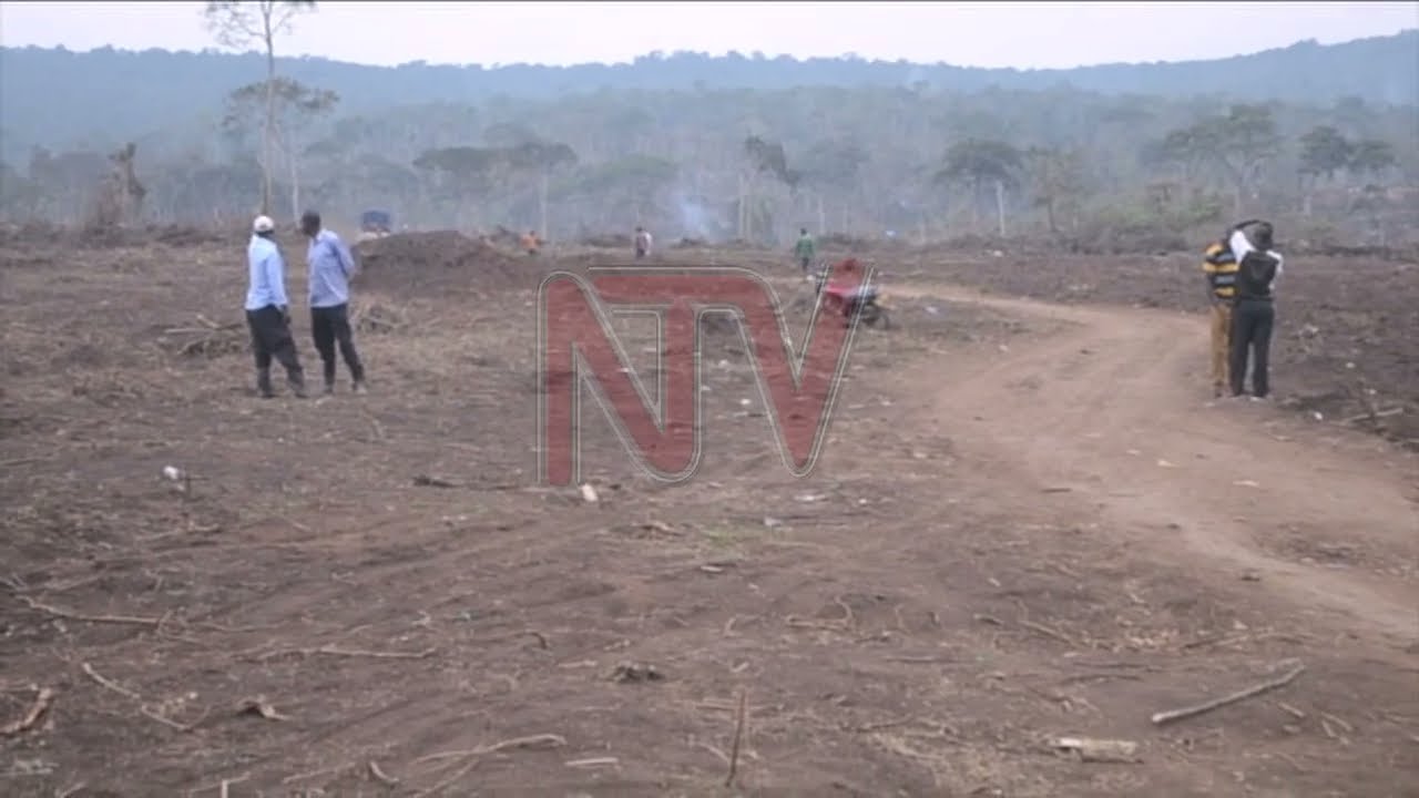 Hoima sugar ordered to restore degraded Kikuube land